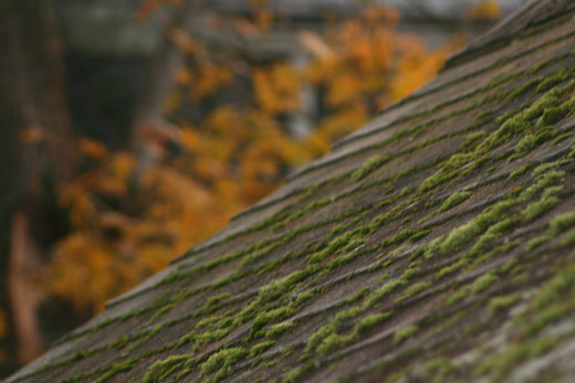 Remove roof moss